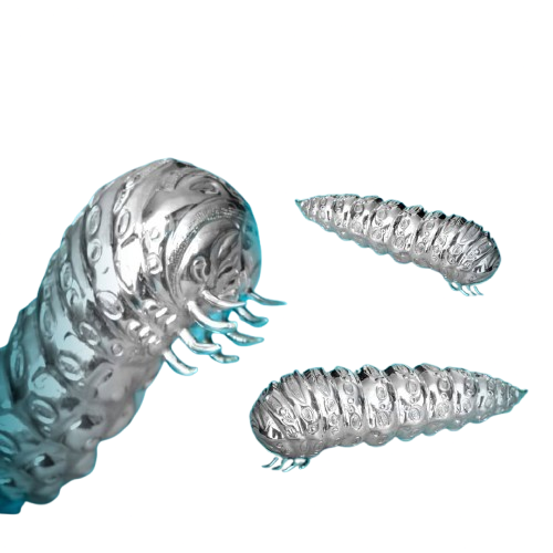 Oruga